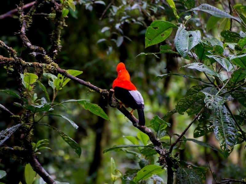 MANU AMAZON RAINFOREST TOURS 3 DAYS: CUSCO - CLOUD FOREST – PILCOPATA