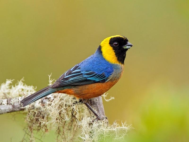 Golden Collared Tanager