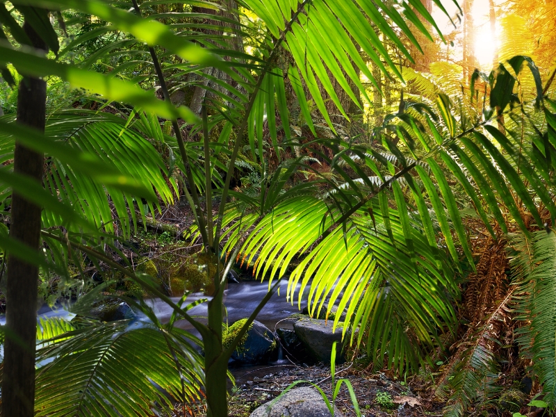 Quelle est la température de la forêt amazonienne à Iquitos ?