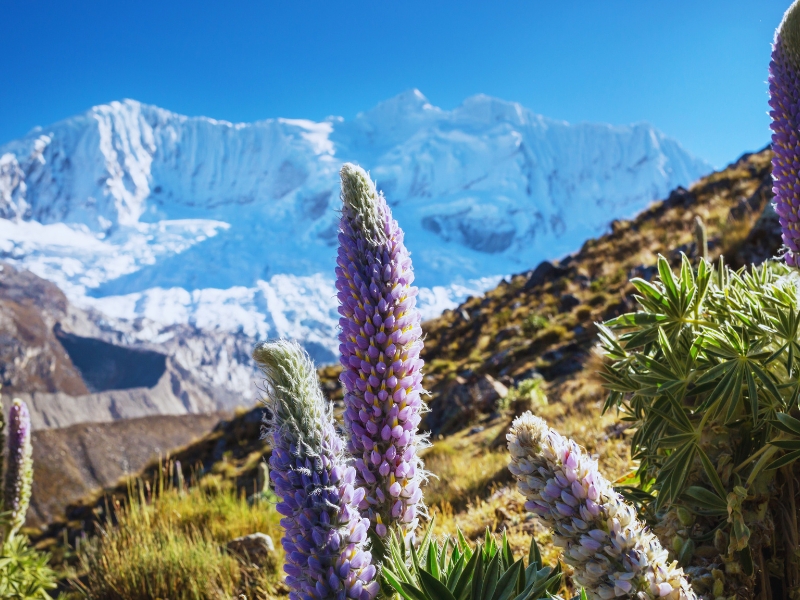 JAHUACOCHA – LLAMAC PASS – TRANSPORT  TO HUARAZ