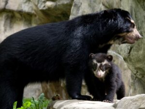 inca trail spectacled bear
