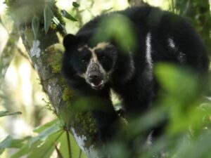 inca trail spectacled bear