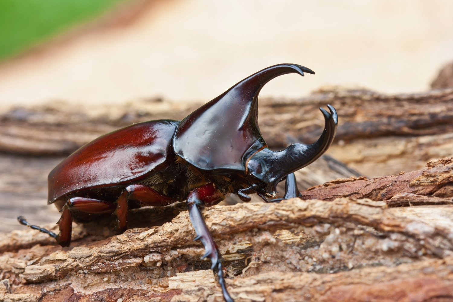 2. Scarabée rhinocéros