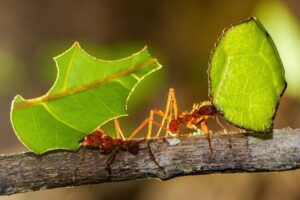 Insekten des Amazonas Regenwald