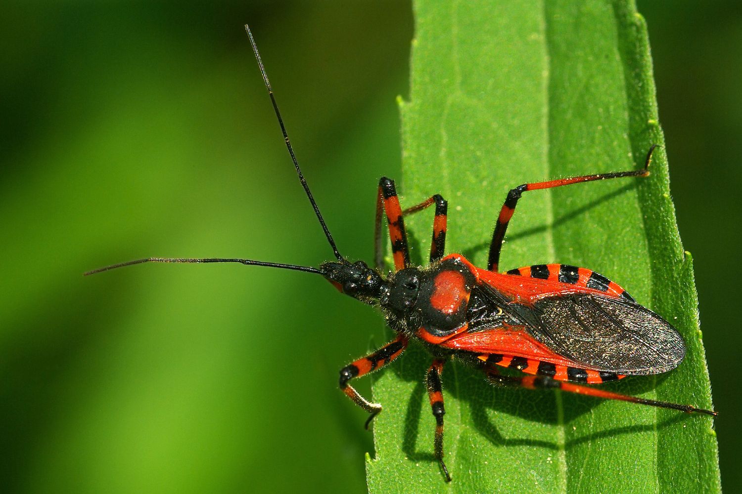 10. Insecto asesino