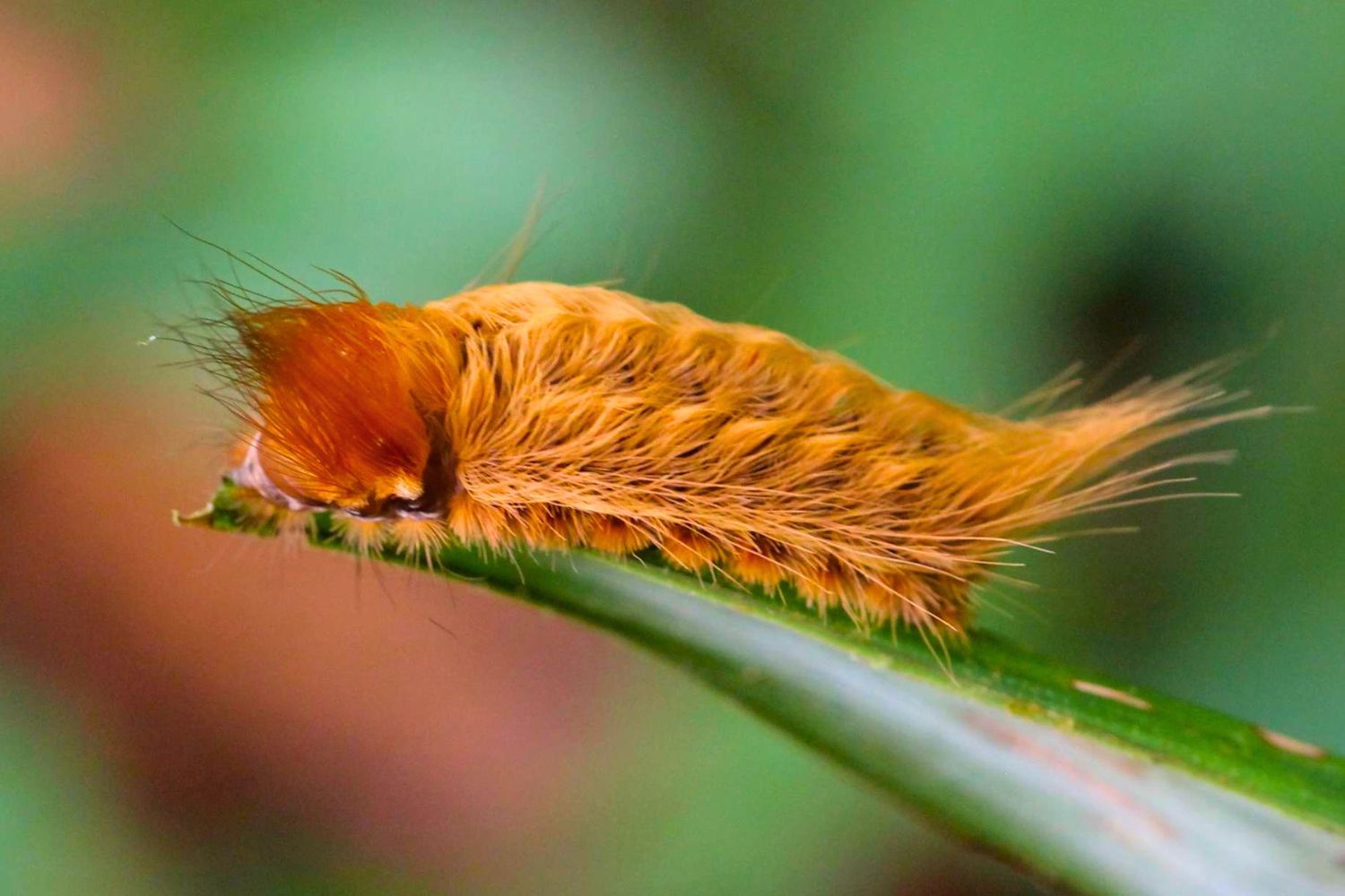 3. Flannel Moth Caterpillar