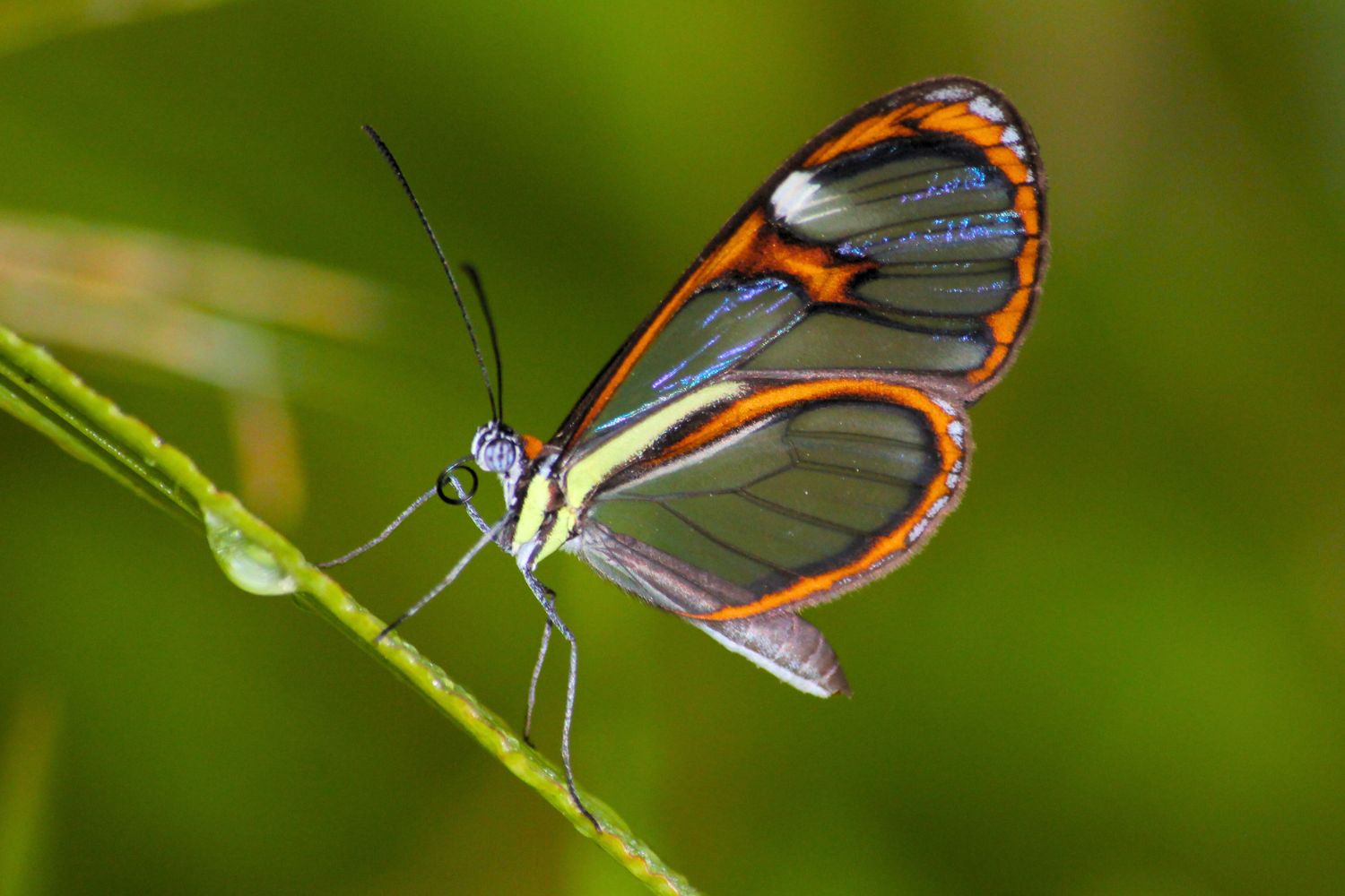 11. Ithomiini Glasswing Butterfly