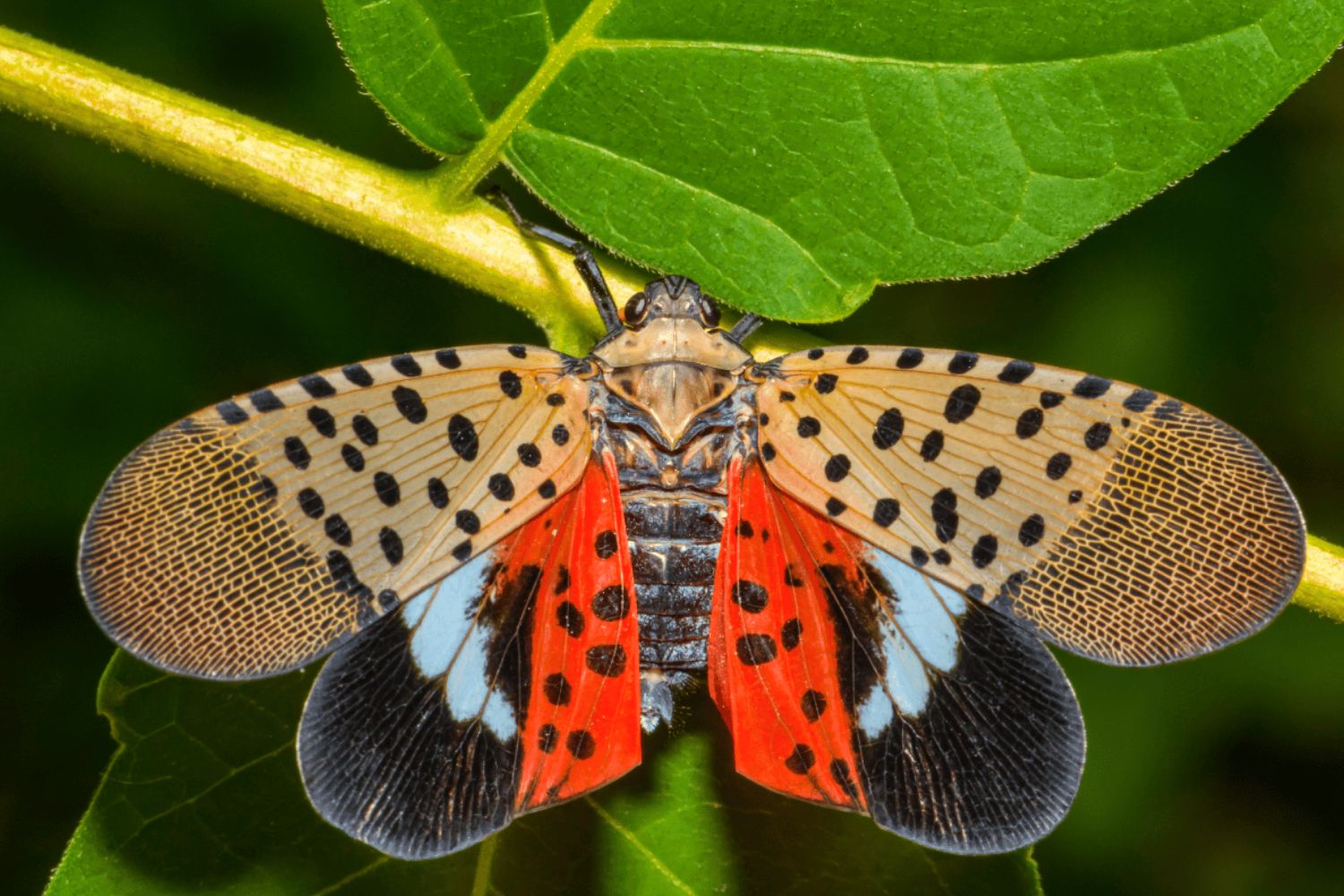 1. Lantern Fly