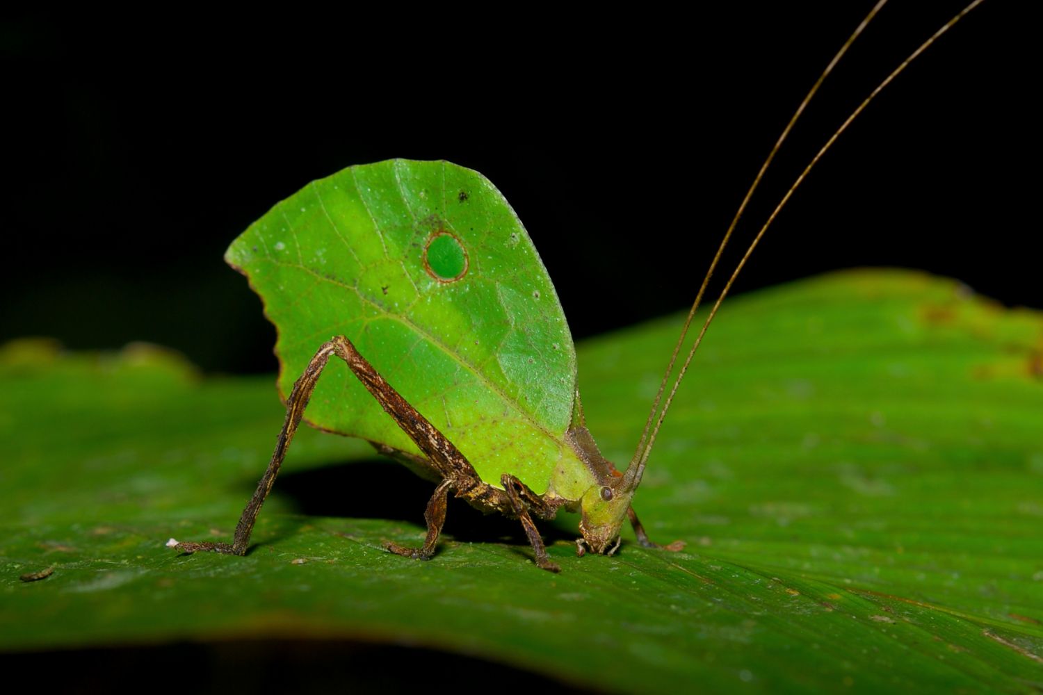 9. Saltamontes americanos imitador de hojas