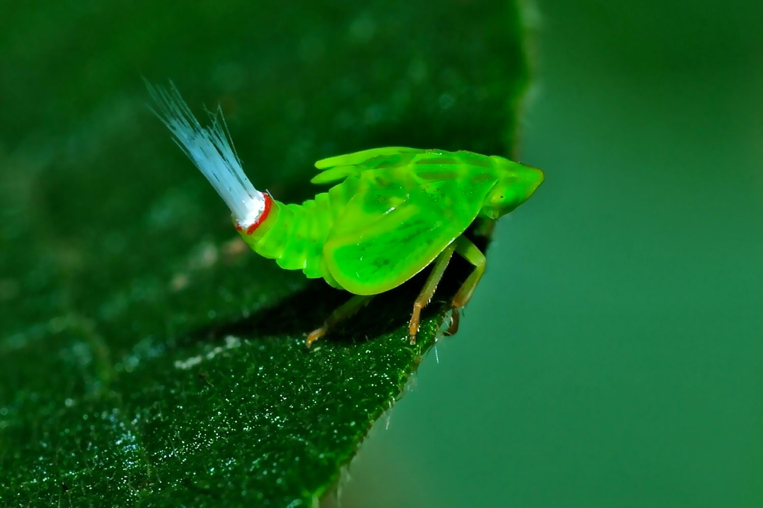 5. Nymphe de la cicadelle