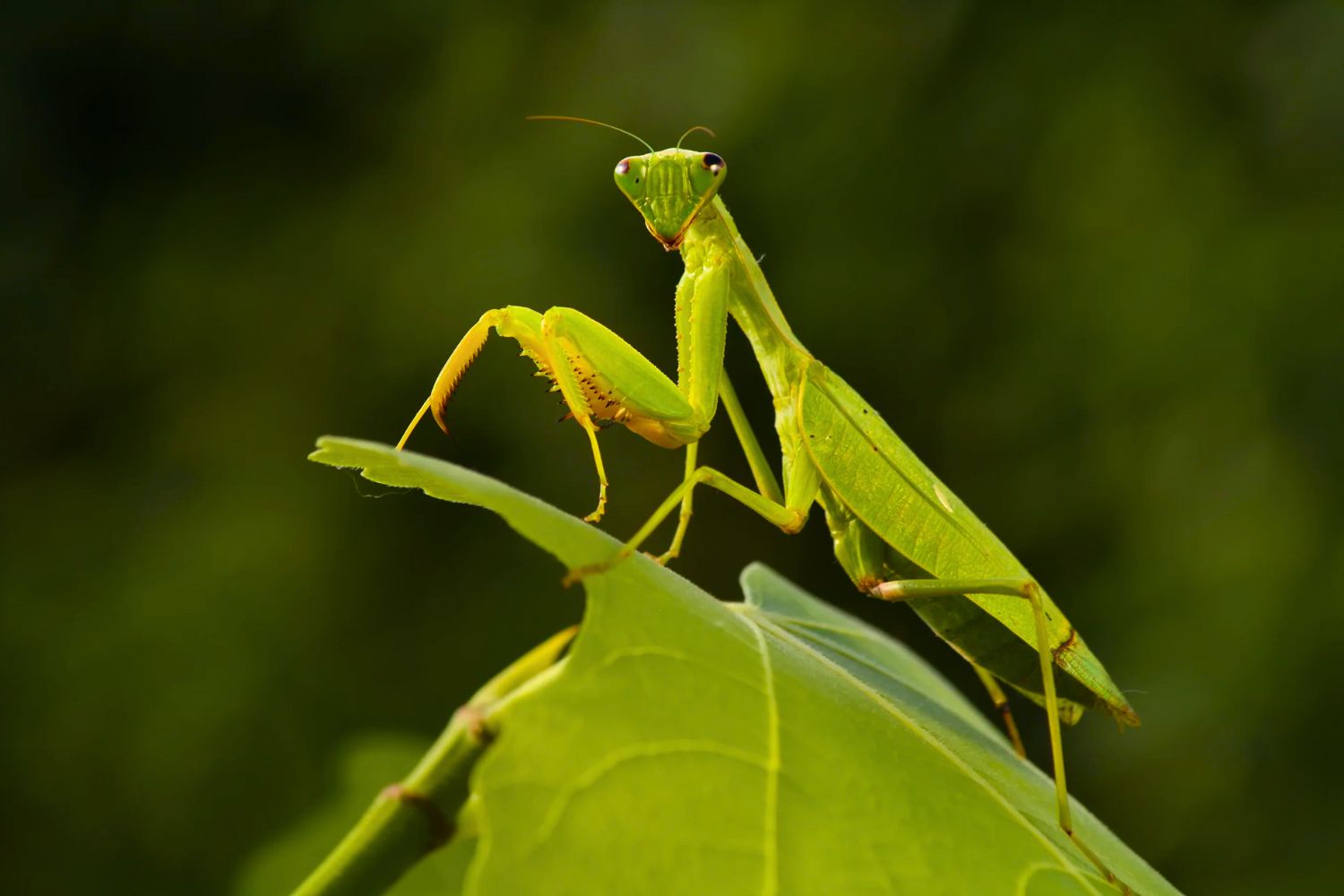 6. Mantis religiosa