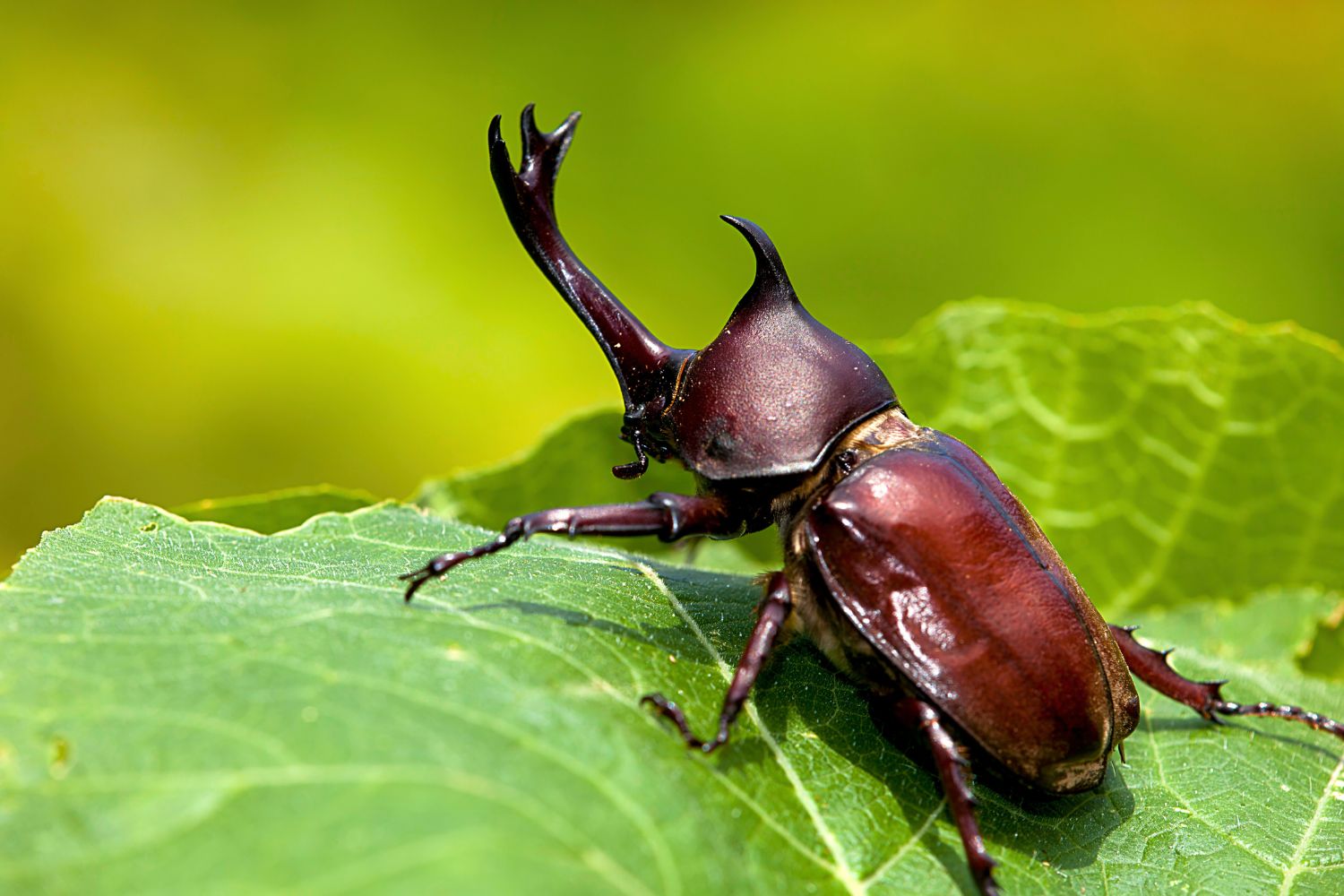 2. Escarabajo rinoceronte