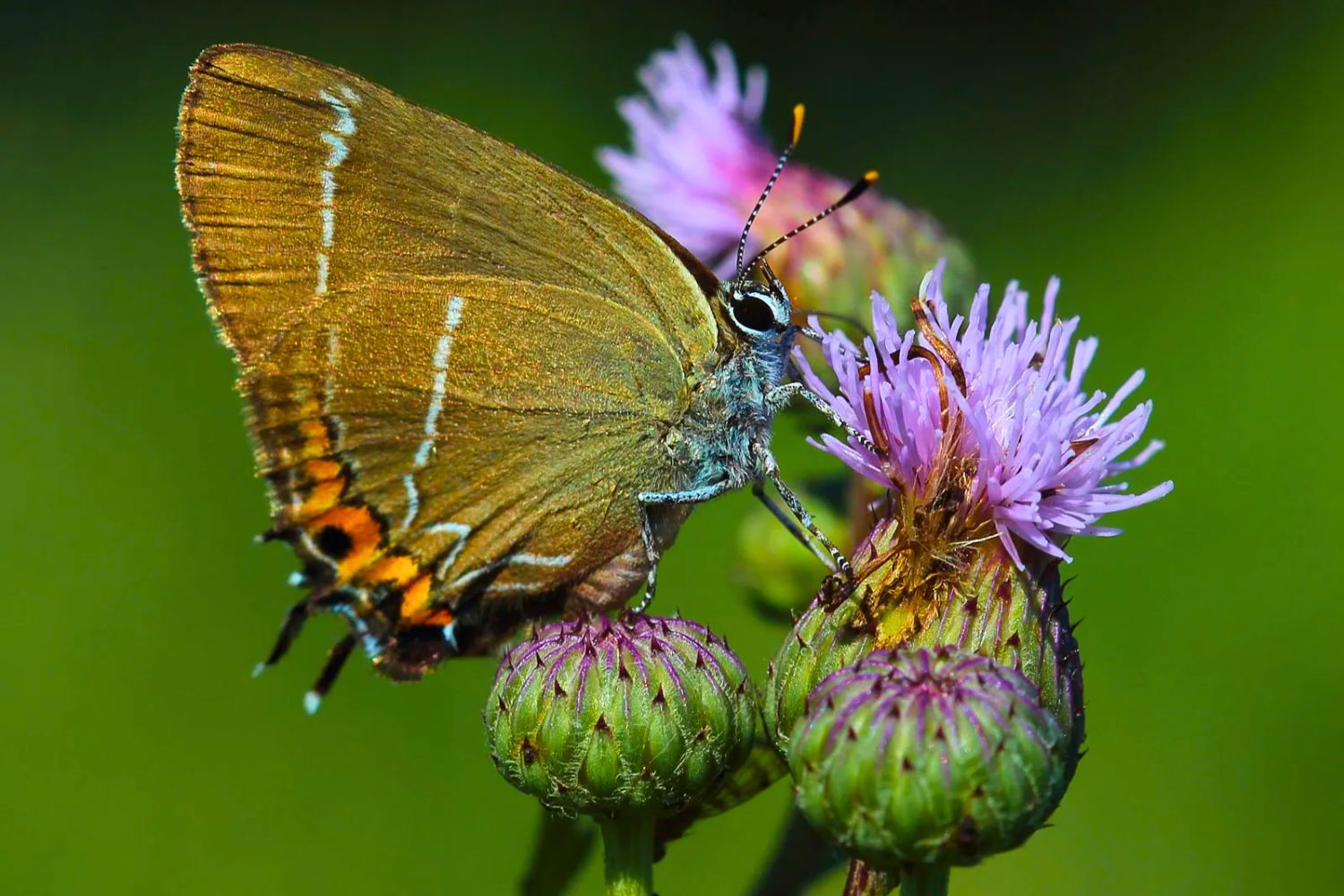 7. Terentia Hairstreak Butterfly