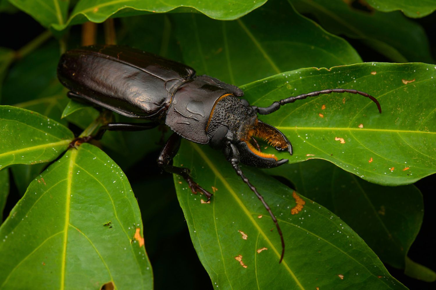 rainforest huge bugs