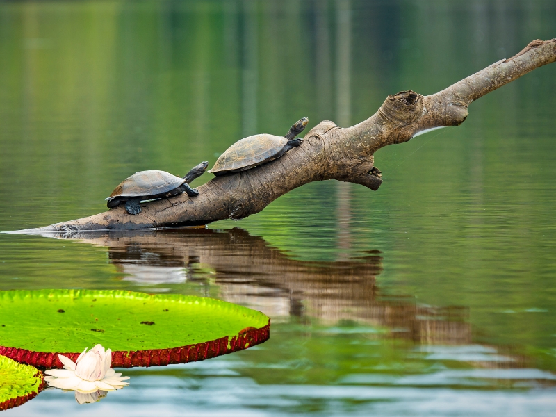 EXPLORE IQUITOS  THE WORLD'S MOST BIODIVERSE RAINFOREST Andean Great Tour specialists