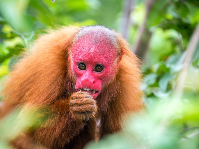 Discover the best Tourist attractions in Iquitos