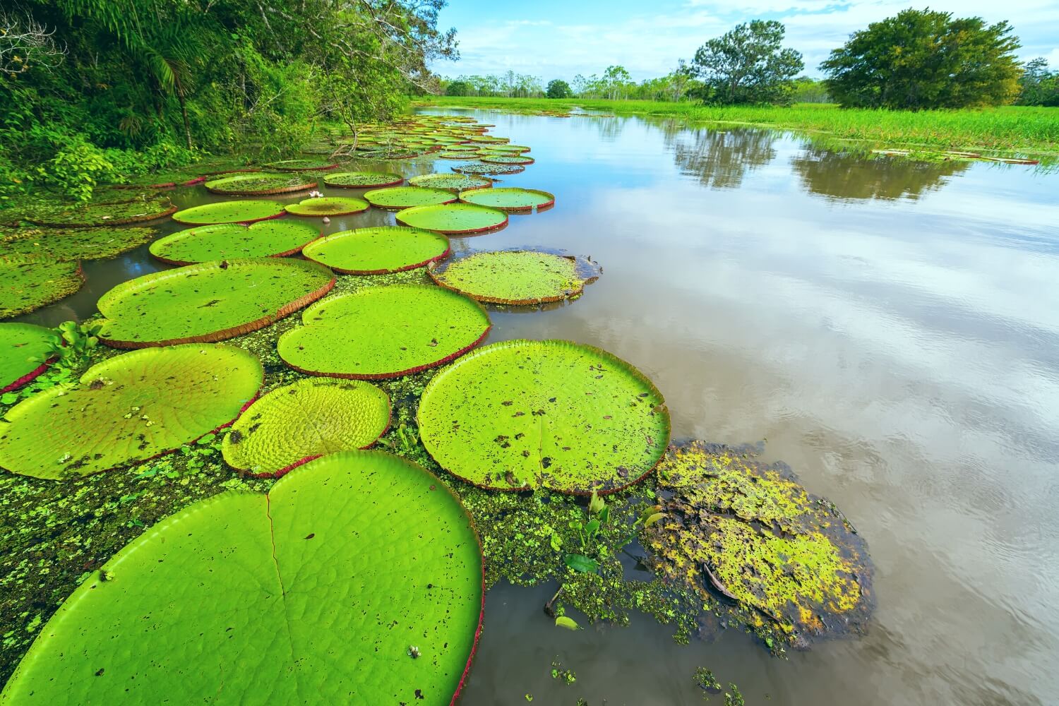 Der Amazonas hilft Ihnen, sich von der Welt zu trennen
