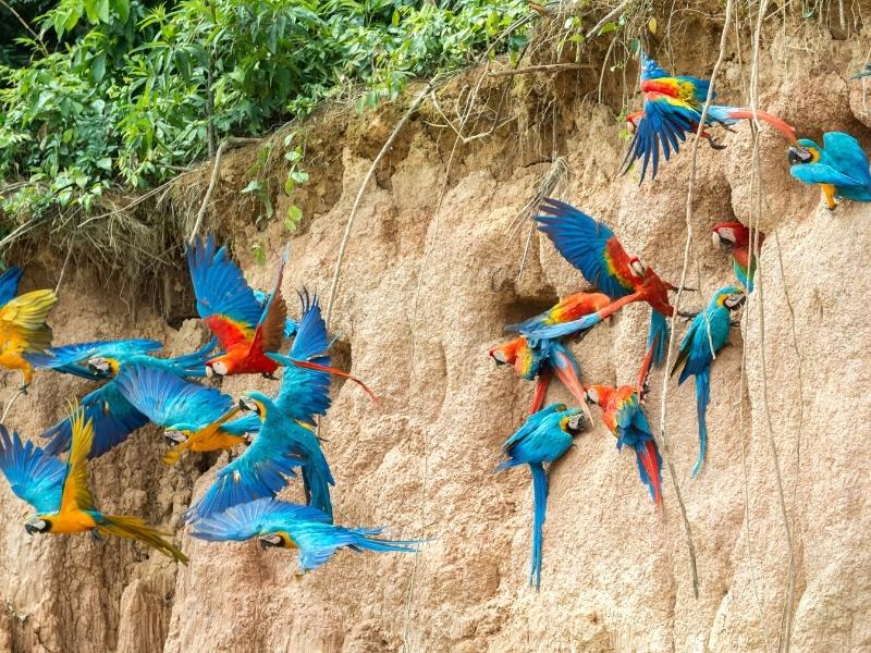 Les lèches d'argile de l'ara de la réserve nationale de Tambopata