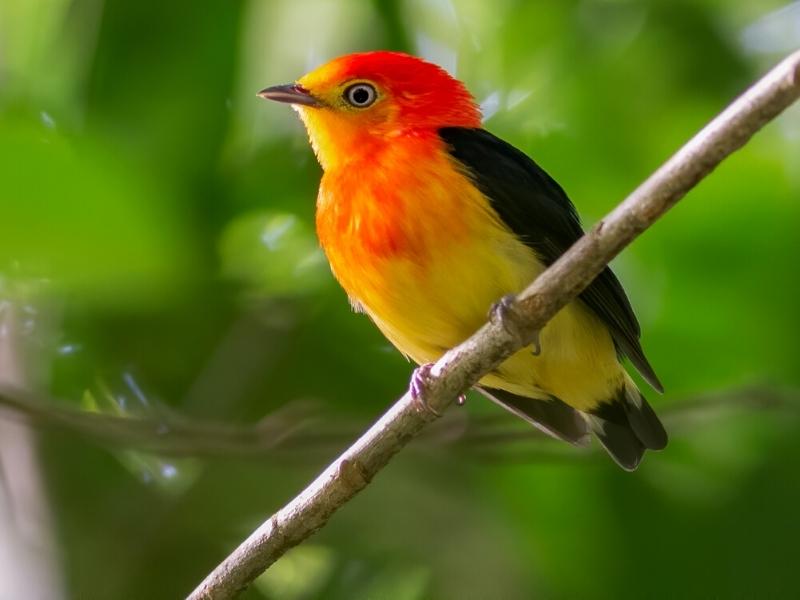 DISCOVER THE MANU AMAZON RAINFOREST BIRDS