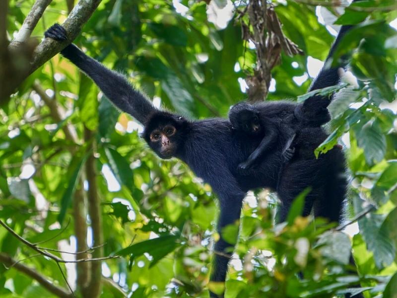 MANU AMAZON RAINFOREST ANIMALS TO SPOT IN THE WILD