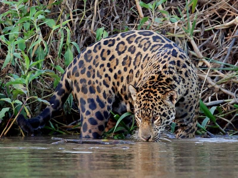 SELVA AMAZONICA DEL MANU: CASA MATSIGUENKA LODGE – PAKITZA – BLANQUILLO 