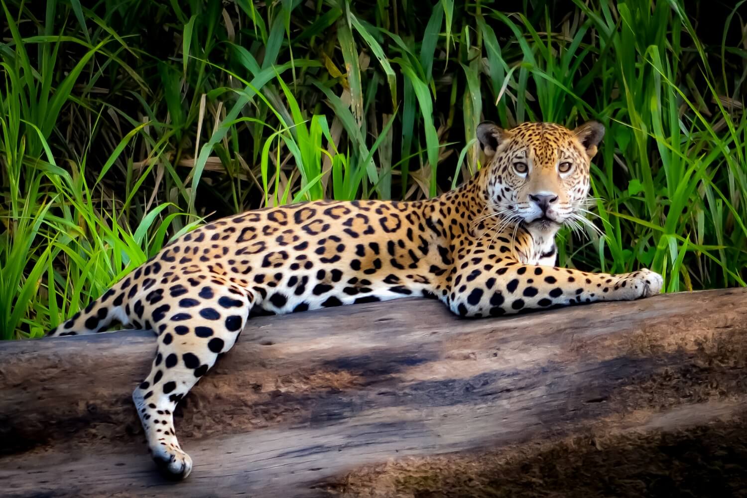 Manu National Park The Amazon Rainforest of Cusco