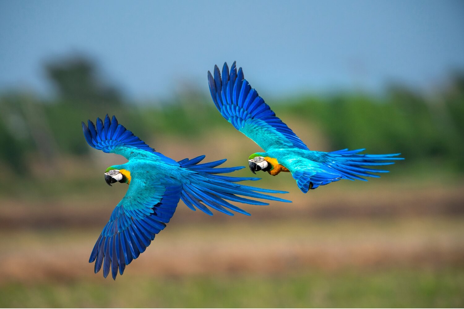 MACAWS THE ICONIC CREATURES OF THE AMAZON