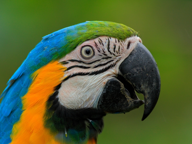 EXPLORE THE BEST AMAZON RAINFOREST IN PERU Andean Great Tour specialists