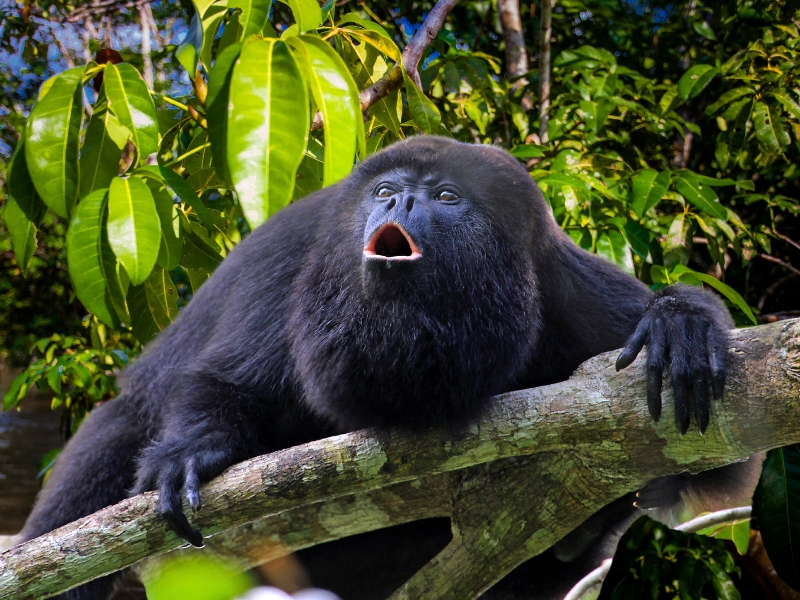 L'île aux singes