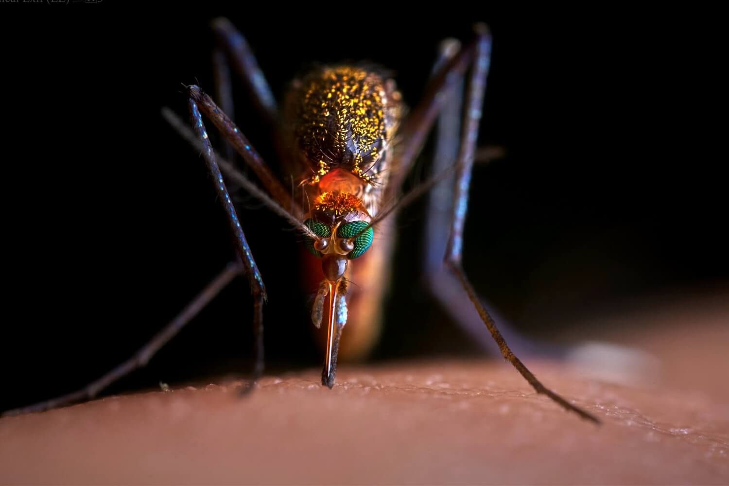 WIE MAN INSEKTEN-/MÜCKENSTICH VERHINDERN KANN