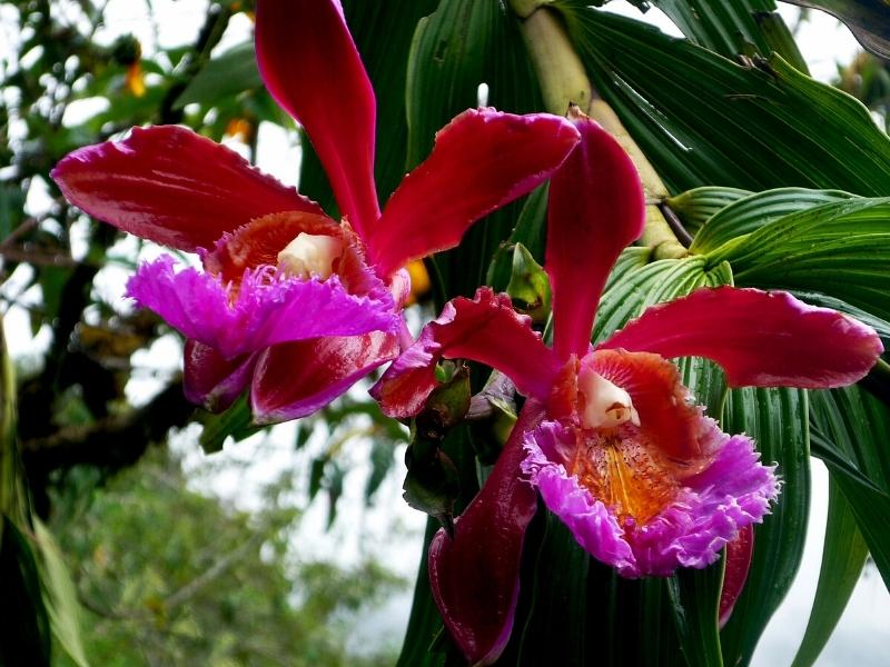 Paradise Orchid: (Sobralia Dichotoma)