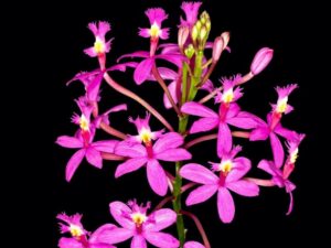 orchids of the inca trail to machu picchu by andean great treks