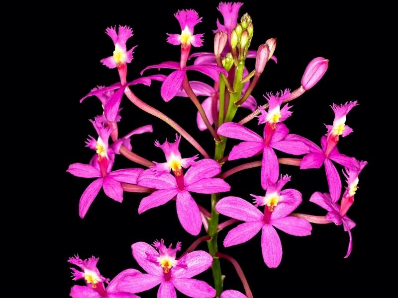 Wiñay Wayna Orchid: (Epidendrum Secundum)