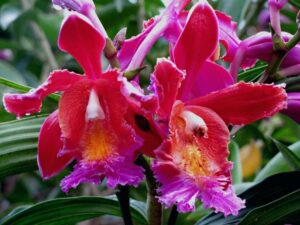 orchids of the inca trail to machu picchu by andean great treks