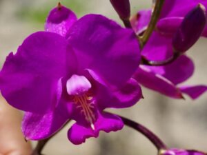 orchids of the inca trail to machu picchu by andean great treks