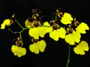 orchids of the inca trail to machu picchu by andean great treks