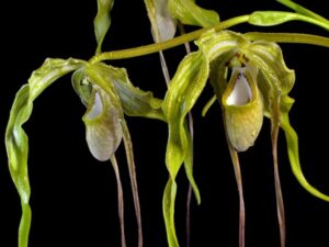 orchids of the inca trail to machu picchu by andean great treks