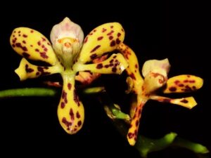 orchids of the inca trail to machu picchu by andean great treks