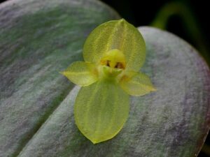 orchids of the inca trail to machu picchu by andean great treks