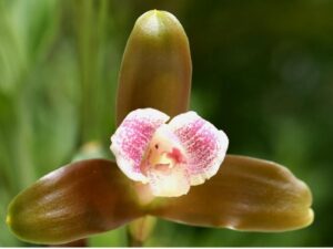 orchids of the inca trail to machu picchu by andean great treks