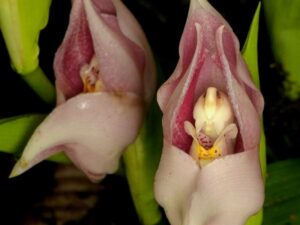 orchids of the inca trail to machu picchu by andean great treks