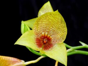 orchids of the inca trail to machu picchu by andean great treks