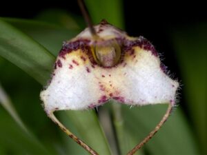 orchids of the inca trail to machu picchu by andean great treks