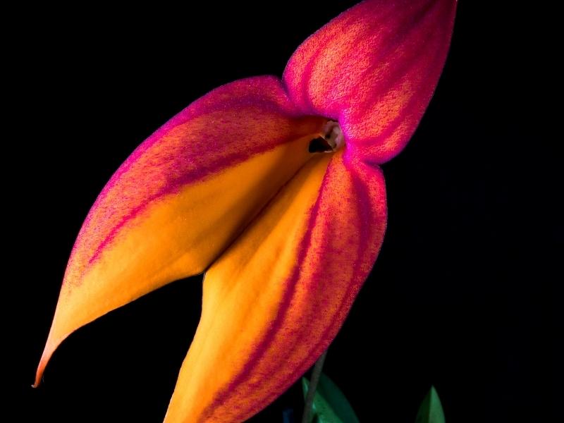 Waqanki Orchid (Masdevallia Veitchiana) 