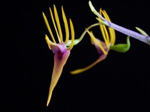 orchids of the inca trail to machu picchu by andean great treks