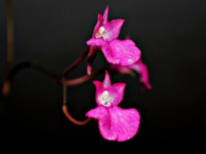 orchids of the inca trail to machu picchu by andean great treks