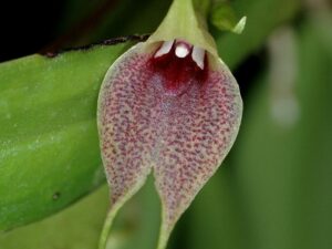 orchids of the inca trail to machu picchu by andean great treks