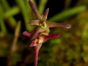 orchids of the inca trail to machu picchu by andean great treks