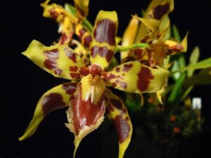 orchids of the inca trail to machu picchu by andean great treks