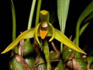 orchids of the inca trail to machu picchu by andean great treks